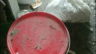 #Pigeons Осенняя дезинфекция голубятни