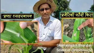 अमेरिकी फौजी किरा | अण्डा व्यवस्थापन | कृषि वैज्ञानिक | मकै | Fall Armyworm (FAW) Egg | IPM in maize
