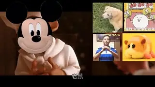 一般的狗、貓、馬、天竺鼠⋯⋯勞贖🐭～？