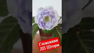 Глоксиния ЛП Шторм 