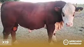 Toro Hereford X19