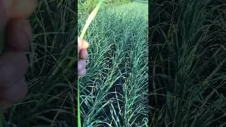 Чеснок озимый . Что делать с стрелкой.