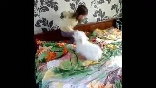 Щенок бишон фризе и дочка