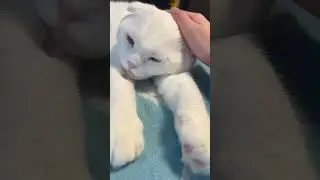 Сладкий котька Малфи 