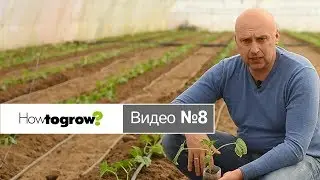 Высадка рассады огурцов в теплицу
