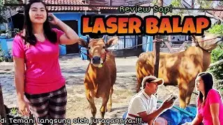 Review Koleksi Sapi LASER BALAP || Satu2nya Perempuan di Lumajang yang punya sapi SENDIRII