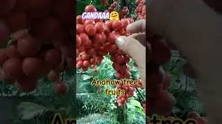 Anahaw tree fruits