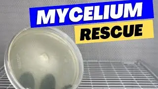 How to Save a Contaminated Mushroom Liquid Culture
