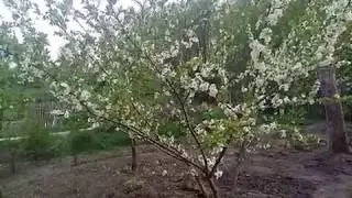 Сливово-вишневый гибрид СВГ. Сорт Мейнор. Цветение.