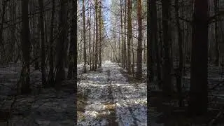 Tranquility of Nature in 1 minute - A Spring Walk in the Forest - #short 10
