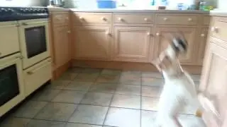 Rosie the terrier - England's next goal keeper