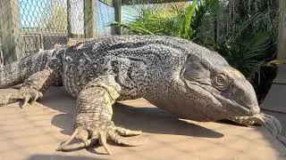 ANGRY GIANT LIZARD