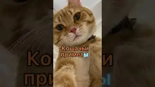 Отправь другу у которого есть котик 🐱 #котики #кот