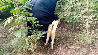 Goat Rest In Strong Weather || Goats Walk Videos Nov 22, 2021 Beautiful Animals