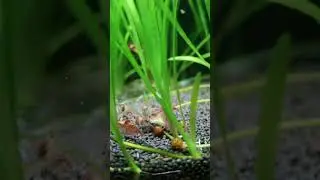 КРЕВЕТКИ УЖИНАЮТ