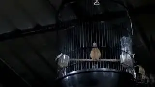 Syahdu Sekali, Malam-Malam Mendengarkan Kicauan Burung Kedasih!
