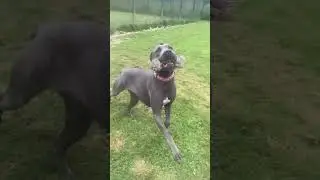Jilly Playing
