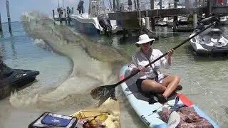 Wildlife Expected to See While Paddling the Mangroves of the Florida Keys Robbie's Islamorada