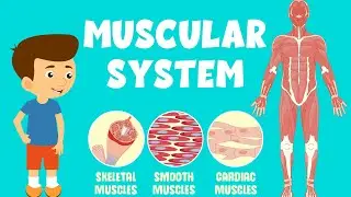 Muscular System Video | Types of Muscles | Video for Kids