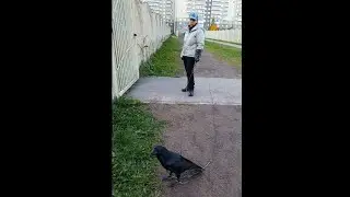 Unusual pet 09.28.21 Krasnoselsky district (crow, raven, St. Petersburg)