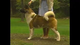 Akita - AKC Dog breed series