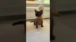 Суетолог 🙈 #бурма #cat #бурманскиекотята #catlover #pets #купитькотенка #funny #cute #кот #kitten