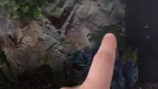 Solving algae green water