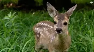 Roe Deer Mother saves her baby from Fox - Amazing Videos | Wild Wonders