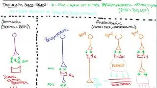 Basics of the Autonomic nervous system