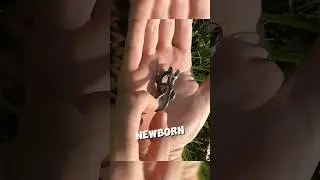 This man discovered a two headed snake and raised it 🥺❤️ #shorts