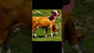 cute cow #cowvidieo #shortvideo #cow #adanimal