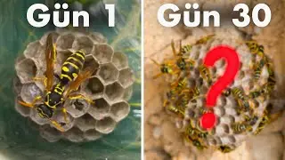 Keeping Wasps at Home | Pet Paper Wasp
