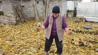 Фундук для средней полосы России. Сбор урожая грецкого ореха.