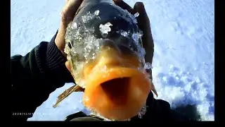 Первый лед. Зимняя рыбалка. Как поймать карпа зимой...