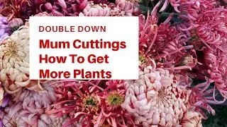 How to double your Fall Mum blooms!