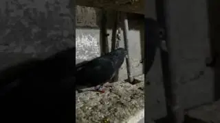 Erzurum Kumrusu Pala Recep