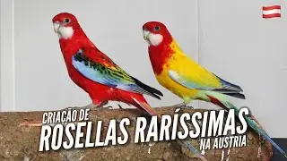 One of the GREATEST ROSELLA BREEDER in the WORLD in ÁUSTRIA!