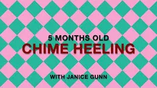 Chime my  5 month old Labrador puppy learning heeling for competition obedience   HD 1080p