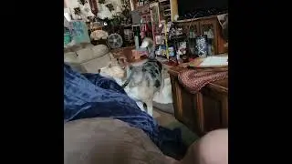 Oscar, the fly slayer