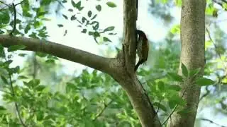 bird🐦nature 🌳