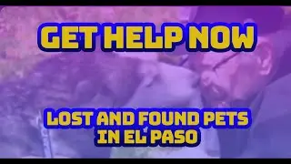 Bringing Your Lost Pet Home: How to Get Help in El Paso