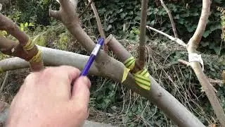 Fig, spring grafting 21