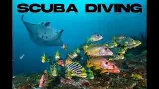 SCUBA DIVING – Marine Life, Sea Animals and Coral Reef
