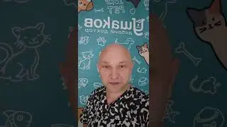Ши-тцу Лола приехала на плановую операцию по стерилизации #ветеринар #ветеринародесса #ушаковдмитрий