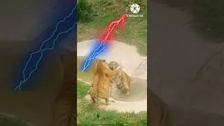 🐯😎:The power of 10,000 pounds of slap.