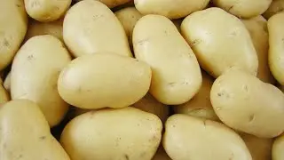Семена Картофеля Королева Анна