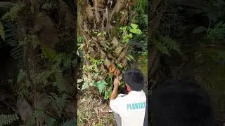 Pengecetan ploting hancak di blok panen kelapa sawit areal berbukit