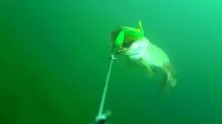 Superspeed!! A too fast pike attack also for the Slow Motion