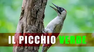 PICCHIO VERDE - Nidificazione e Primavera in arrivo