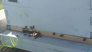 Relaxing Bees | Full Speed |Then Slow Motion | Love Bees